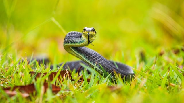 A black racer snake coiled on the ground with its tongue out