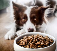 Dog Food Recalled Over "Loose Metal Pieces"