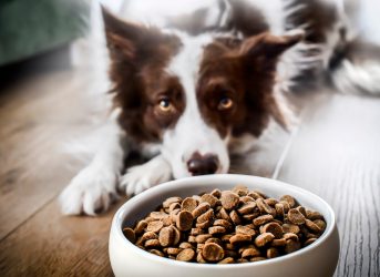 Dog Food Recalled Over "Loose Metal Pieces"