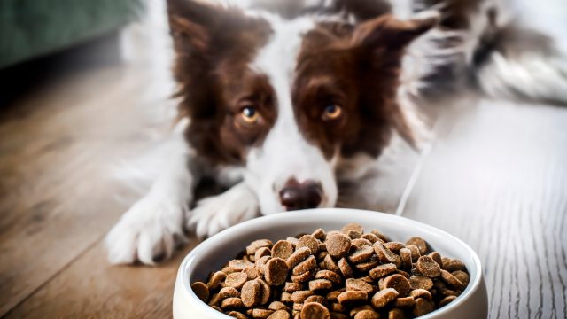border collie laying near food bowl