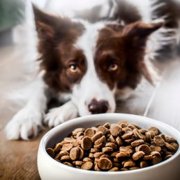 border collie laying near food bowl