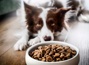 border collie laying near food bowl