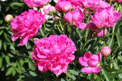bright pink peonies planted outside