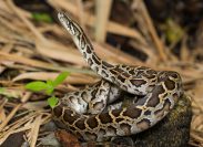 Burmese Python snake coiled outside