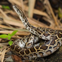 Burmese Python snake coiled outside