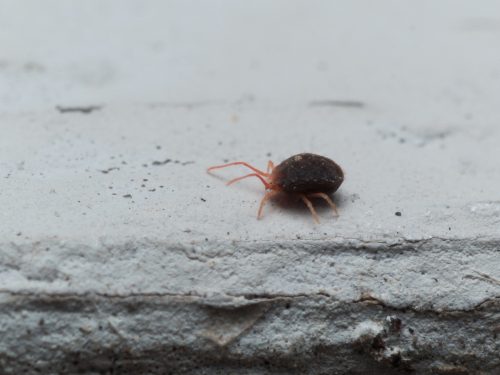 Close up Photo of tiny red clover mite with dark brown body and bright red legs