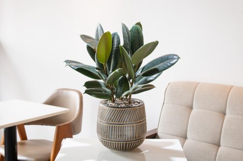 Rubber plant in a pot on a table in a home