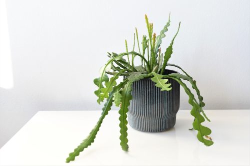 fishbone cactus in black pot on white table against white background
