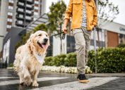 A close up of a person walking a Golden Retriever on a city street