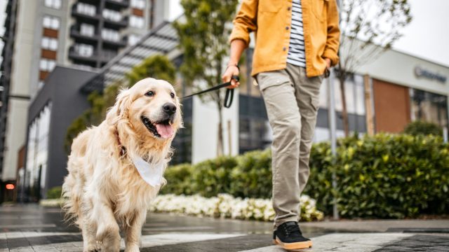 A close up of a person walking a Golden Retriever on a city street