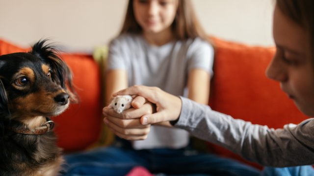 Two children playing with a hamster and small dog