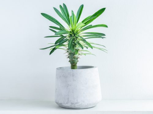 Madagascar palm tree in cement planter on white wood shelf on white background