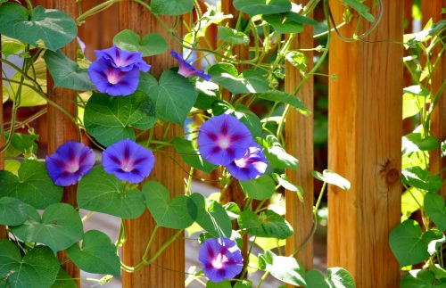 Purple morning glory flowers wrapped around on wooden deck railing.