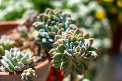 closeup of a terra cotta pot filled with succulents outside