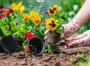 What Your Zodiac Sign Should Plant in the Garden
