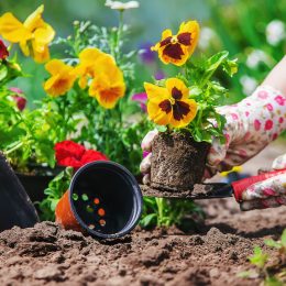 What Your Zodiac Sign Should Plant in the Garden