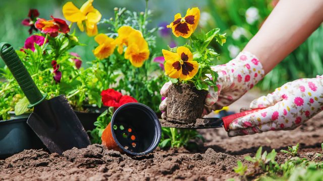 Person planting pansies in garden