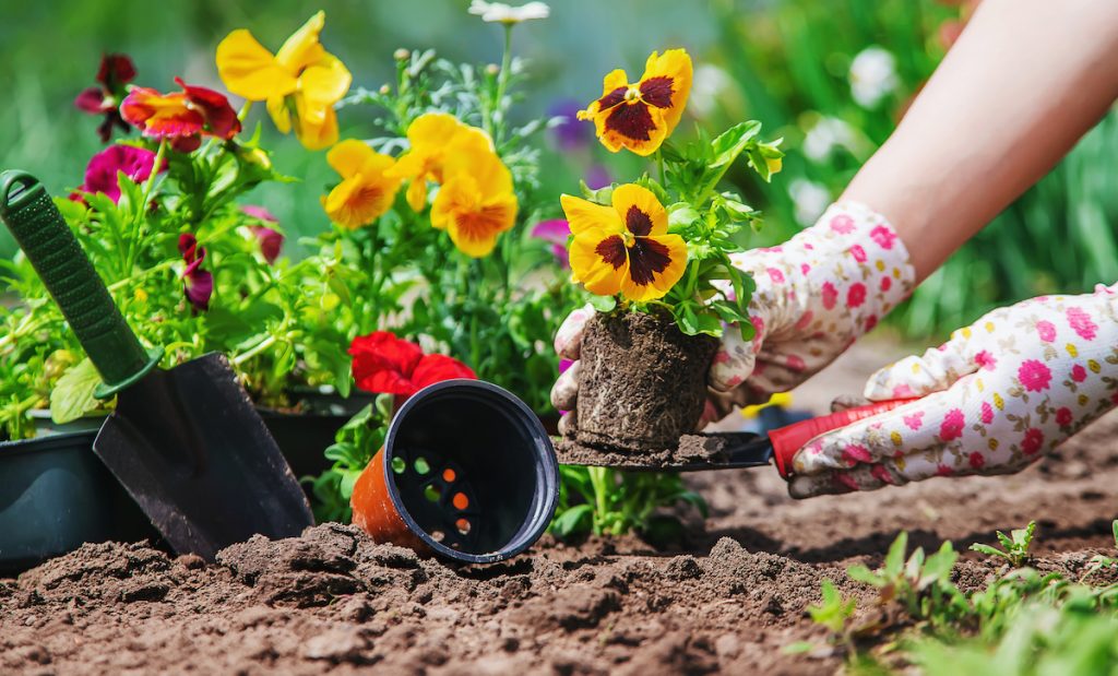 A person planting pansies
