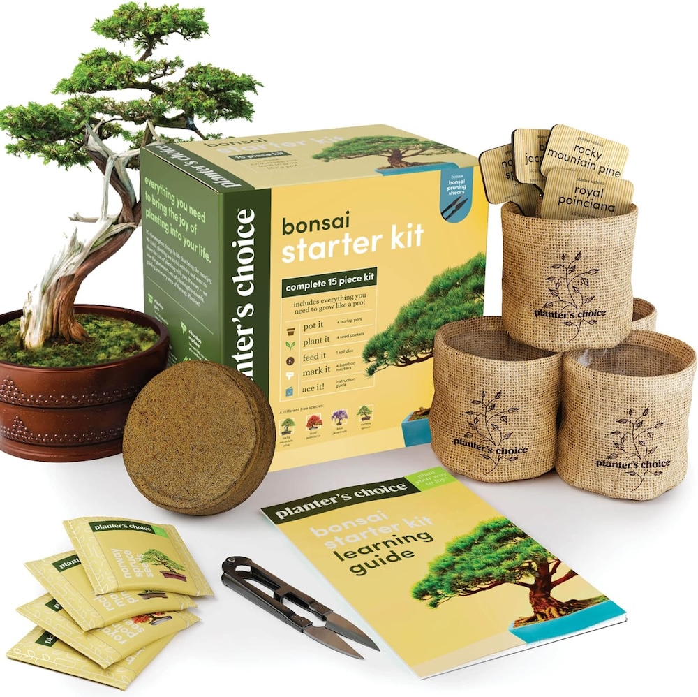 A bonsai tree starter kit