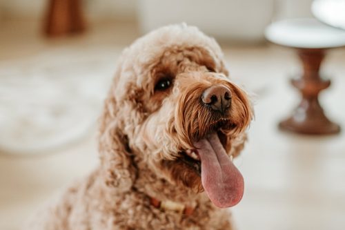 happy poodle with tongue hanging out at home