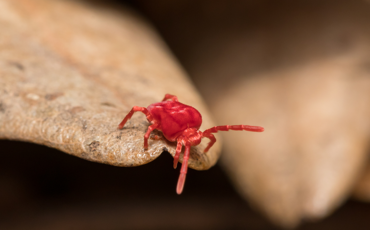 Red Clover Mite crawling over brown foilage