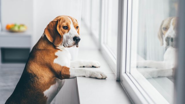 Sad dog looking out the window