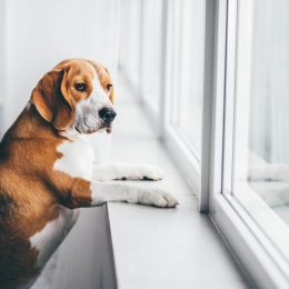 Sad dog looking out the window