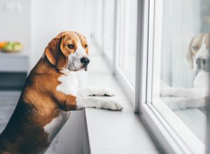 Sad dog looking out the window