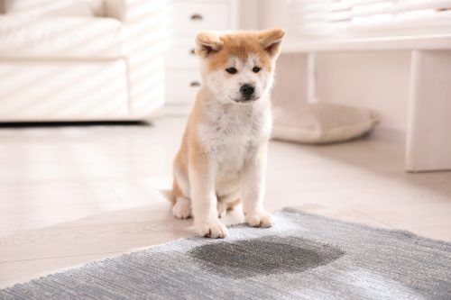 Adorable akita inu puppy looking sad at a wet spot on the rug