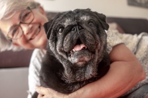 Portrait of black purebred old pug dog sitting with his senior owner on the floor at home. Best friend and pet therapy concept