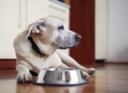 Old dog waiting for feeding. Labrador retriever lying near empty bowl in home kitchen.