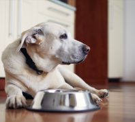Old dog waiting for feeding. Labrador retriever lying near empty bowl in home kitchen.