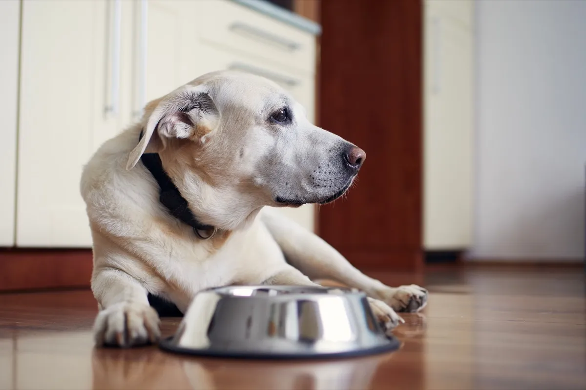 the-best-diets-for-senior-dogs-according-to-veterinarians-best-life