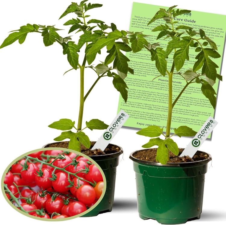 A pair of potted tomato plants