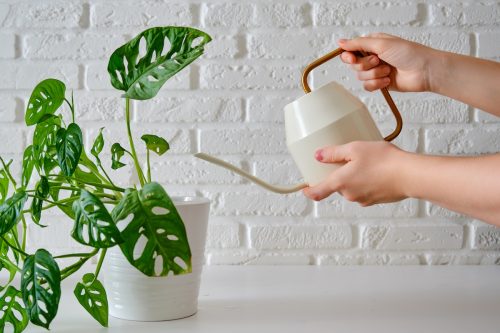 Female hands watering a houseplant Monstera from a watering can against a white brick wall