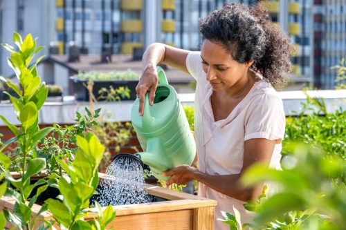 woman watering her tomato plants on an urban rooftop terrace.