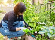 Woman planting hostas among other plants and flowers in her garden