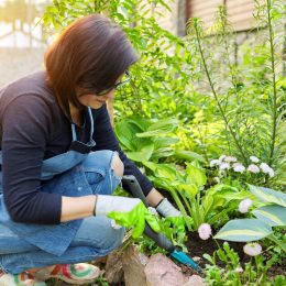 Woman planting hostas among other plants and flowers in her garden