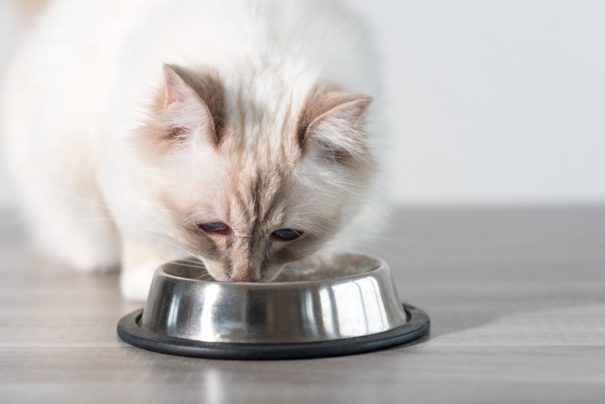 The cat eats from the silver bowl