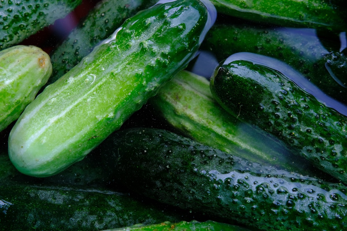Soaking cucumbers in ice cold water 
