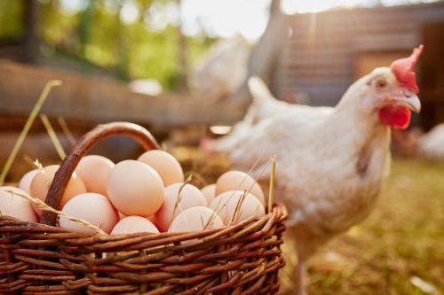 basket of fresh eggs outside with a chicken in the background