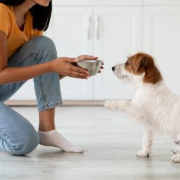 Pet feeding concept. Fluffy dog jack russel terrier breed waiting for food, unrecognizable asian woman in casual outfit feeding her pet, kitchen interior, side view, copy space