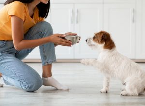Pet feeding concept. Fluffy dog jack russel terrier breed waiting for food, unrecognizable asian woman in casual outfit feeding her pet, kitchen interior, side view, copy space