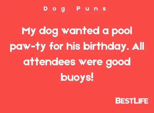 My dog wanted a pool paw-ty for his birthday. All attendees were good buoys!