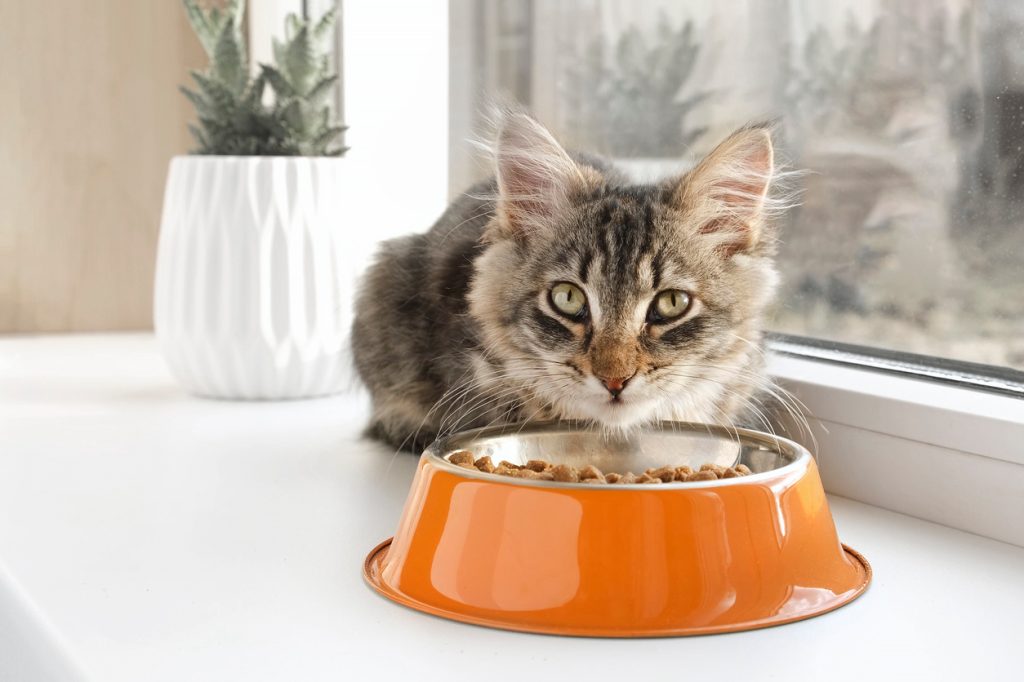 A cat eating from its bowl on a windowsill