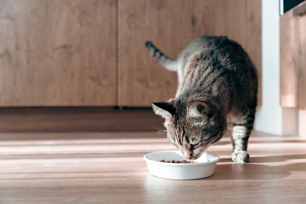A cat eating out of its bowl on the floor