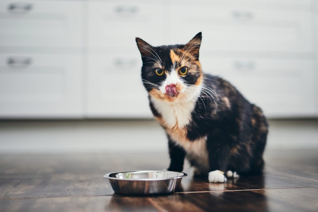 The cat licks its lips in front of its food bowl