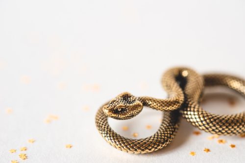 gold snake against a white background representing the chinese zodiac