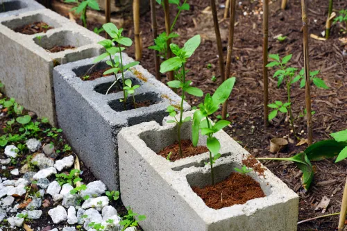 Flower seedlings planted in hollow concrete blocks