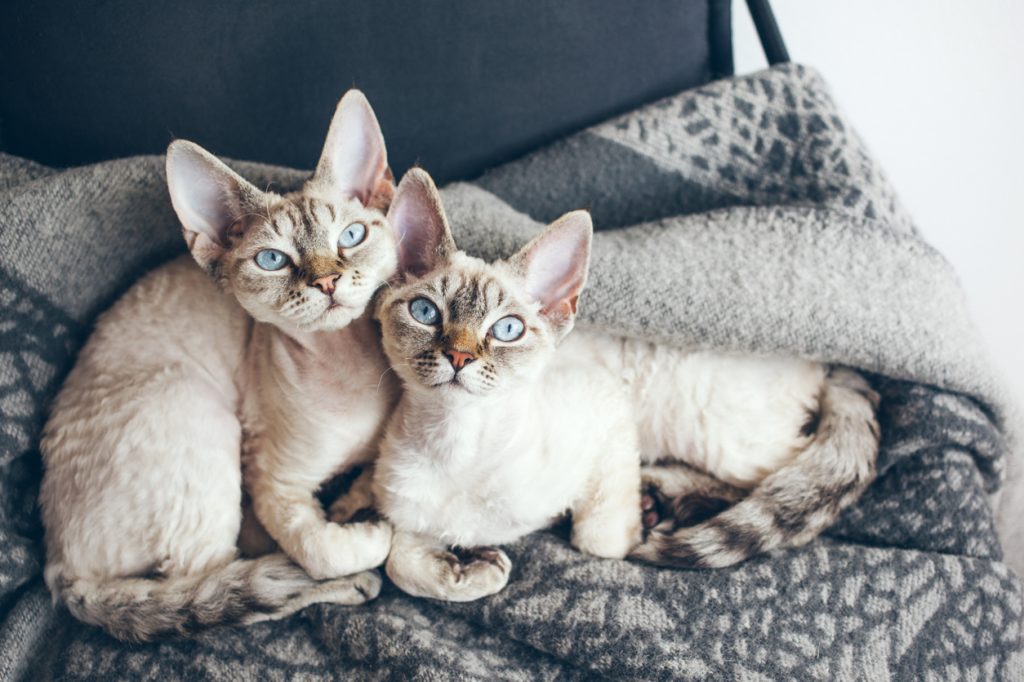 Two Devon Rex cats sitting together on a sofa